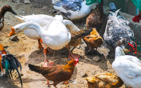 Helmeted guinea fowl chicken rooster duck ducks goose geese bird birds flock group together feed eat feeding eating pick picking on farm in Patong Beach Kathu Phuket Island Thailand.の写真素材