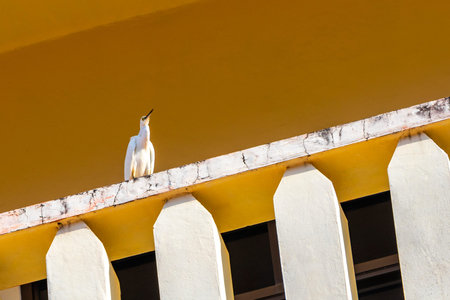 Large white heron egret sitting on building roof and balcony in Patong Beach Kathu District Phuket Island Province Southern Thailand in Southeast Asia.の写真素材