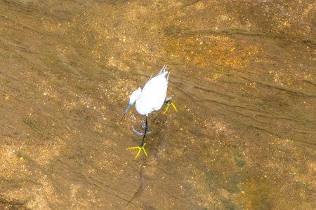 Great white common heron egret water bird are fishing and walking in a river in Patong Beach Kathu District Phuket Island Province Southern Thailand in Southeast Asia.の写真素材