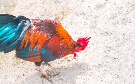 Proud colorful male rooster chicken picking food on the ground in Patong Beach Kathu District Phuket Island Province Southern Thailand in Southeast Asia.の写真素材