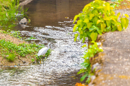 Great white common heron egret water bird are fishing and walking in a river in Patong Beach Kathu District Phuket Island Province Southern Thailand in Southeast Asia.の写真素材