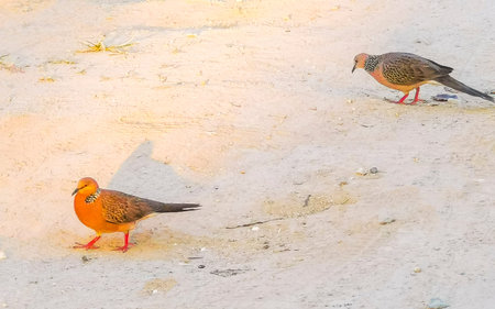 Doves pigeons pigeon bird birds gray walking outside on the ground in Patong Beach Kathu District Phuket Island Province Southern Thailand in Southeast Asia.の写真素材