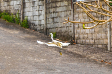 Large white heron egret is flying during flight fly in the sky taking off.の写真素材