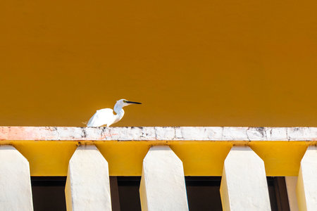 Large white heron egret sitting on building roof and balcony in Patong Beach Kathu District Phuket Island Province Southern Thailand in Southeast Asia.の写真素材