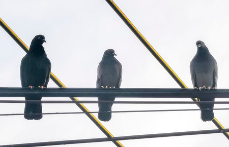 Many pigeons are sitting on the power pole and cables in Patong Beach Kathu District Phuket Island Province Southern Thailand in Southeast Asia.の写真素材