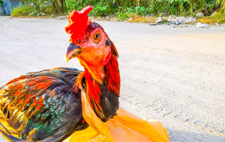 Chicken rooster animal bird caught in trash garbage plastic bag at Patong Beach in Phuket, Thailand.の写真素材