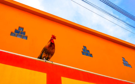 Chicken rooster animal bird looking looks funny fun crazy strange into the camera in Patong Beach Kathu District Phuket Island Province Southern Thailand in Southeast Asia.の写真素材
