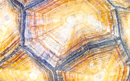 Huge big large tortoises land turtles shell pattern texture background in Patong Beach Kathu District Phuket Island Province Southern Thailand in Southeast Asia.の写真素材