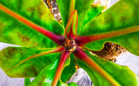 Green tropical leaves leaf plant plants almond tree trees texture pattern in Patong Beach Kathu District Phuket Island Province Southern Thailand in Southeast Asia.の写真素材