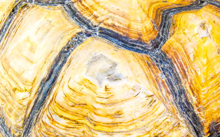 Huge big large tortoises land turtles shell pattern texture background in Patong Beach Kathu District Phuket Island Province Southern Thailand in Southeast Asia.の写真素材