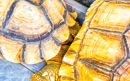 Huge big large tortoises land turtles sleep sleeping on floor ground in Patong Beach Kathu District Phuket Island Province Southern Thailand in Southeast Asia.の写真素材