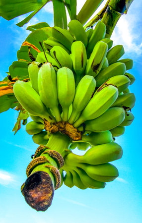 Green yellow bananas are growing on banana plant tree in tropical nature in Southeast Asia.の写真素材