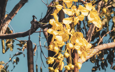 Golden Shower tree with beautiful tropical yellow flowers blossoms and blue sky in Patong Beach Kathu District Phuket Island Province Southern Thailand in Southeast Asia.の写真素材