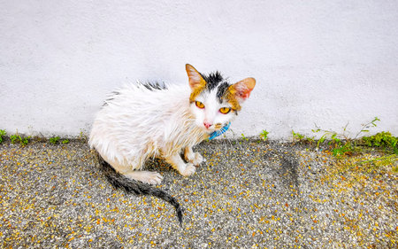 Wet cat kitten grooms washing itself after shower in Patong Beach Kathu District Phuket Island Province Southern Thailand in Southeast Asia.の写真素材