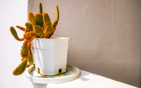 Small cactus plant in a white flower pot on the balcony in Patong Beach Kathu District Phuket Island Province Southern Thailand in Southeast Asia.の写真素材