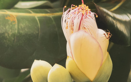 Tropical tree with opening red orange yellow white flower flowers blossom blossoms with red ant ants insect insects on it in Patong Beach Kathu District Phuket Island Province Southern Thailand in Southeast Asia.の写真素材