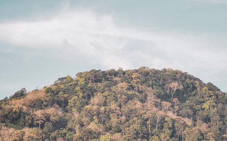 Tropical mountain hill with jungle rainforest tree tops plants palm trees clouds and blue sky in Patong Beach Kathu District Phuket Island Province Southern Thailand in Southeast Asia.の写真素材
