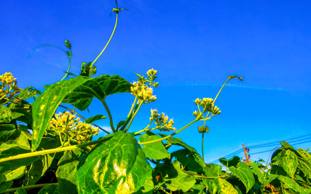 Tropical nature jungle rainforest and various flowers plants and trees mountain hill and blue sky in...