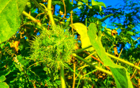 Tropical plant plants with round orange green hairy ball seeds flower flowers spikes in the exotic...
