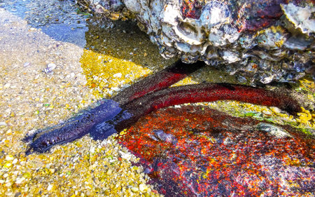 Black long sea cucumber lie at the edge of the sea beach sand ocean and under rocks rock in Patong...