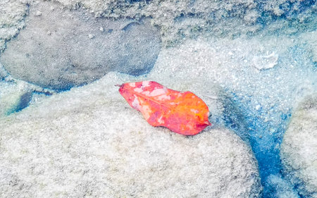 Red orange leaf floating in the water and waves on the beach in Patong Beach Phuket Island Province Southern Thailand in Southeast Asia.の写真素材