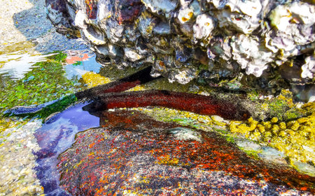 Black long sea cucumber cucumbers lie at the edge of the sea beach sand ocean and under rocks rock...