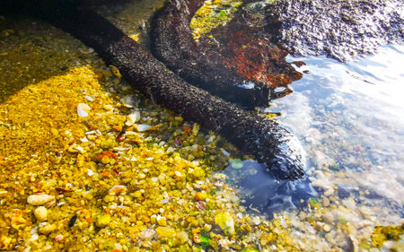Black long sea cucumber cucumbers lie at the edge of the sea beach sand ocean and under rocks rock...