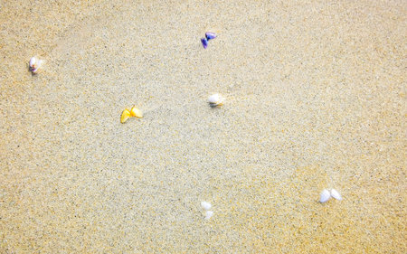 Beach sand with pebbles, colorful shells, mussels, and water texture pattern in Patong Beach, Kathu...