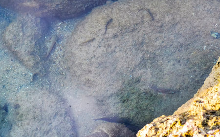 Fish swimming in clear water between rocks at the beach shore.