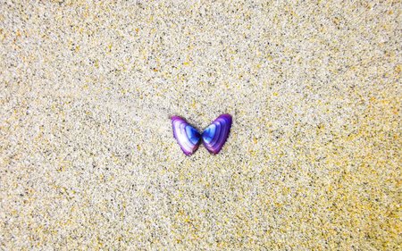 Beach sand with pebbles, colorful shells, mussels, and water texture pattern.