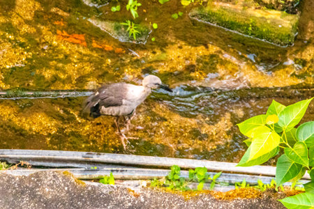 Asian openbill stork Anastomus oscitans bird is fishing and walking in a tropical river pond lake...
