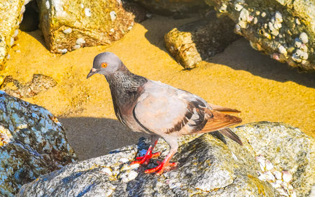 Pigeon dove bird on rocks rock stone stones cliff by the sea and beach sand in Patong Beach Kathu District Phuket Island Province Southern Thailand in Southeast Asia.の写真素材