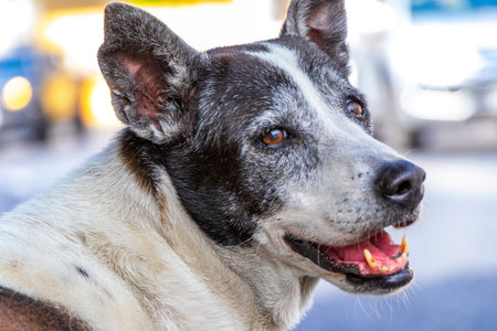 Cute adorable stray dogs dog living on the street roadside is looking lovely smiling and posing in Patong Beach Kathu District Phuket Island Province Southern Thailand in Southeast Asia.の写真素材