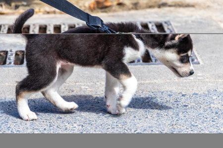 Small cute sweet playful puppy baby dog doggy on a leash on the street road ground in Patong Beach Kathu District Phuket Island Province Southern Thailand in Southeast Asia.の写真素材