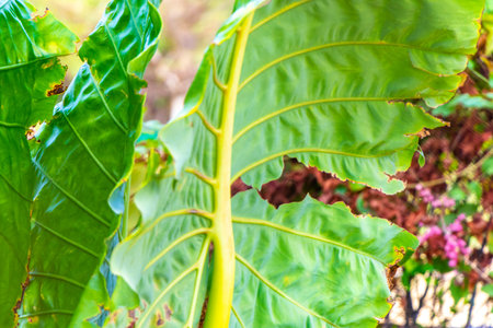 Elephant ear Alocasia the tropical giant leaf plant in Patong Beach Kathu District Phuket Island Province Southern Thailand in Southeast Asia.の写真素材