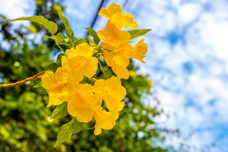 Tropical blossom blossoms flower flowers orange and yellow with green blue background plants plant...