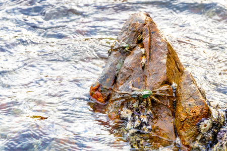 Green turquoise crab crabs on rock rocks at the beach water and waves in Patong Beach Kathu District Phuket Island Province Southern Thailand in Southeast Asia.の写真素材