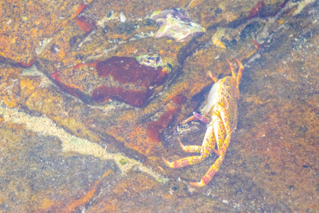 Crab red white lies on rocks by the sea beach in Patong Beach Kathu District Phuket Island Province...