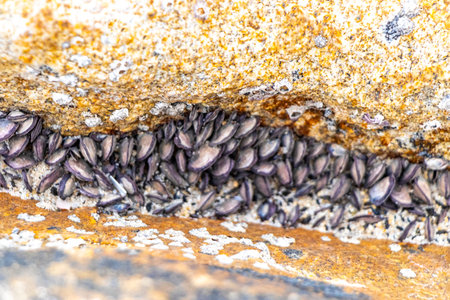 Fossilized sea creatures mussels and shells on rocks by the sea beach texture and pattern in Patong...