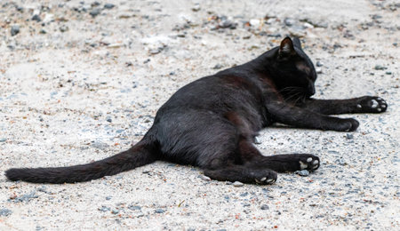 Cute black playful adorable cat kitty with gold golden yellow lying and relaxing on the floor road...