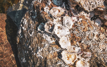 Fossilized sea creatures mussels and shells on rocks by the sea beach texture and pattern in Patong...