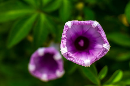 Beautiful pink violet purple morning glory or Goats foot creeping flower plant flowers of railroad...