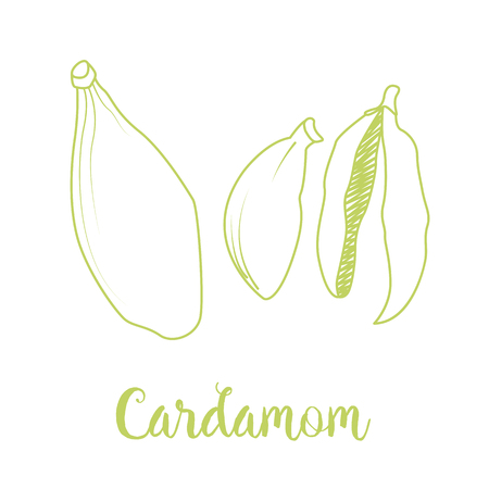 Cardamom icon isolated on white background. Sketch. Vector illustration.のイラスト素材