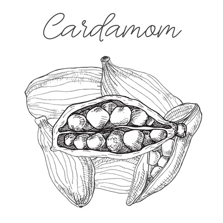 Cardamom isolated on white background. Hand drawn vector illustration.のイラスト素材