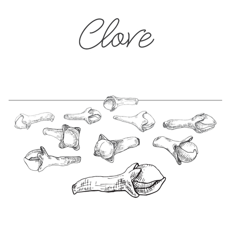 Cloves isolated on white background. Hand drawn vector illustration.のイラスト素材