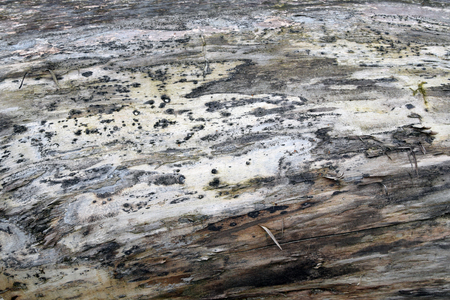 Touchwood tree, fungus on wood bark. Textureの写真素材