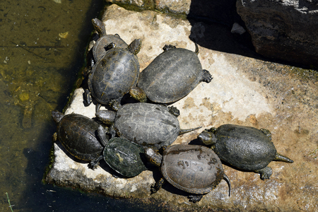 Turtles in Ruins of Buthrotum, ancient city in south Albania. Butrint