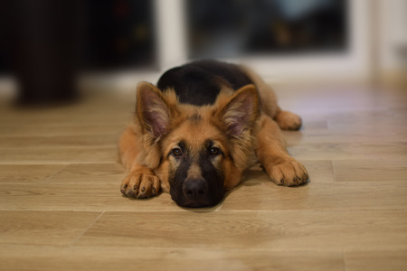 Young dog lies on the floor, German Shepherd portrait.の写真素材