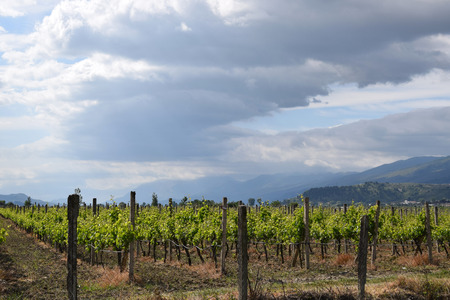 Rows of grape vines in a fields. Gjirokaster, Albania.の写真素材