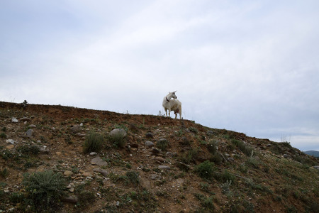 White goat on hill. Albania.の写真素材